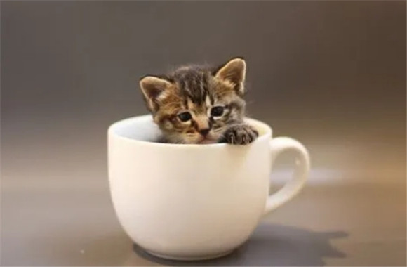 茶杯猫热潮来袭：市场价格揭秘，值得入手吗？