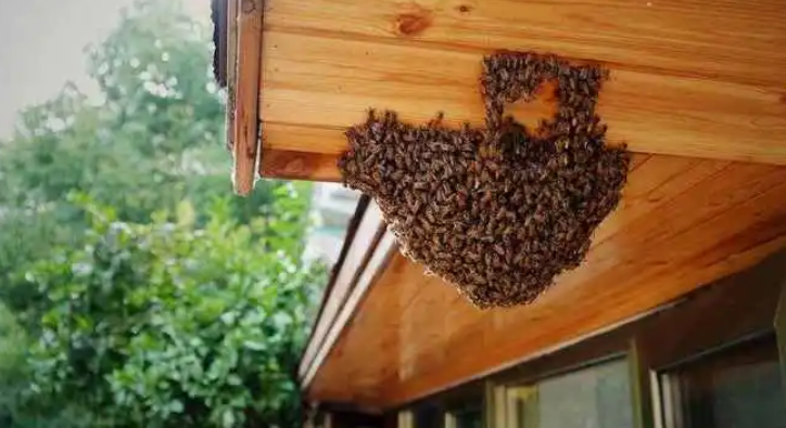 家有蜜蜂怎么办