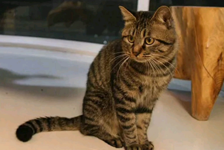 狸花猫VS英短猫:性格、外观与饲养差异大揭秘 狸花猫VS英短猫:性格、外观与饲养差异大揭秘