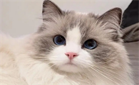 刚生小猫的母猫吃什么产奶