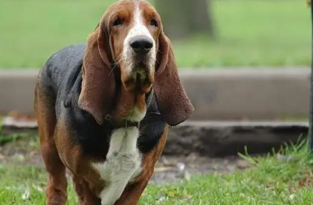 话说，巴吉度犬是一种好养的狗狗吗？
