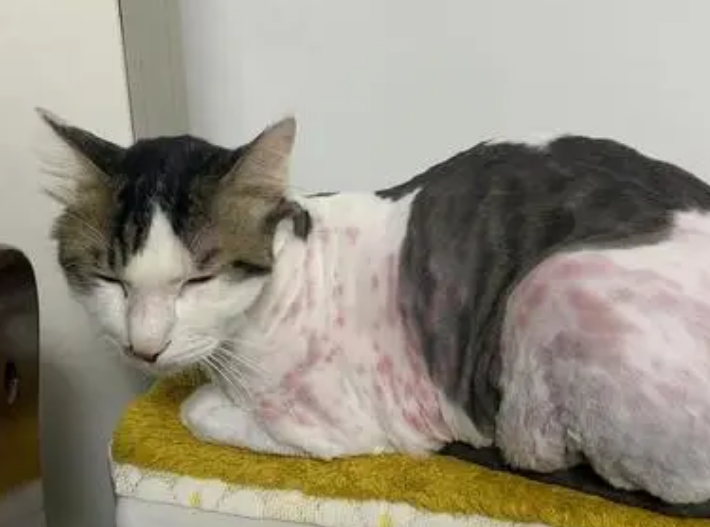 对猫过敏有什么症状 对猫过敏有什么症状