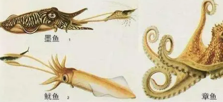 八爪鱼是章鱼吗是墨鱼吗