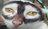 猫的性格实在有些古怪