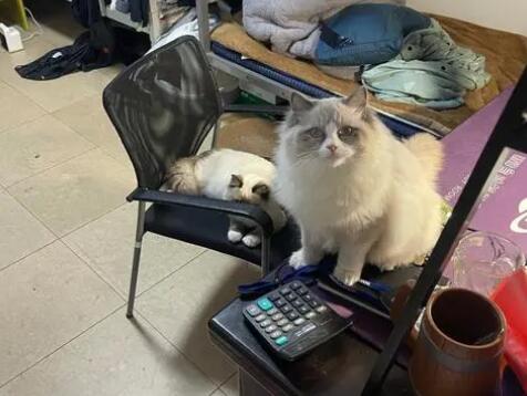 房东不让养猫妙招