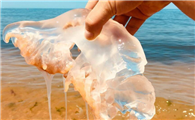 海蜇是哪种水母