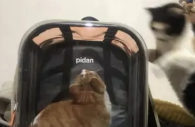 pidan的猫包好用吗？值得买吗？