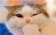 调侃猫的段子
