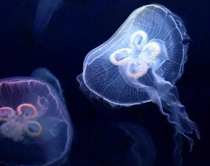 水母是什么对称