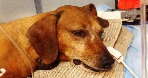 狗狗不能吃什么药