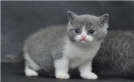 个人免费赠送小猫