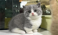 除臭剂对猫咪有影响吗