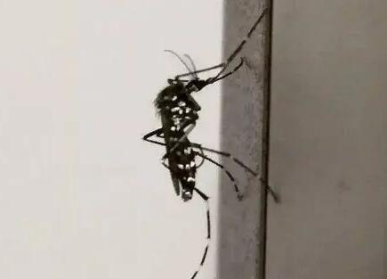 高层楼有没有蚊子