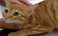 猫的身份证