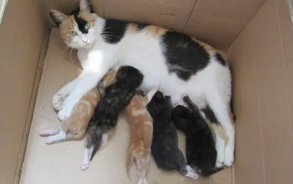 刚生完猫的母猫吃什么