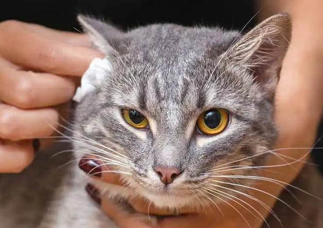 猫的耳朵有什么作用 猫的耳朵有什么作用