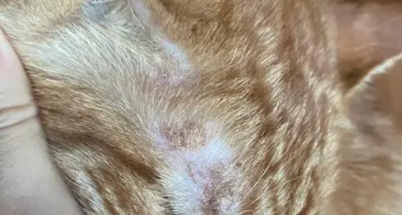碘伏治疗猫癣