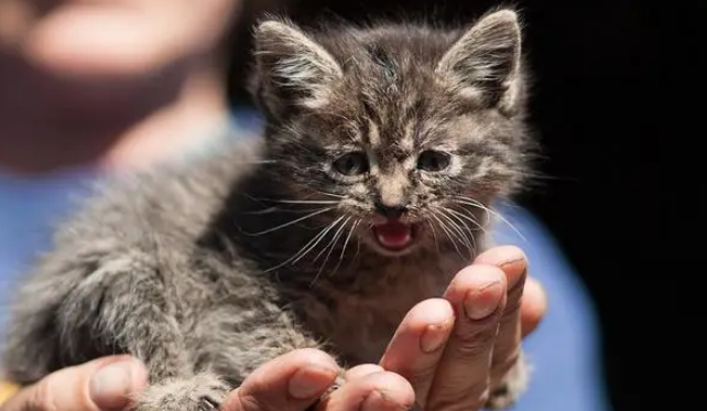 世界上“最小”的猫咪？有些萌到爆，有些让人心疼！