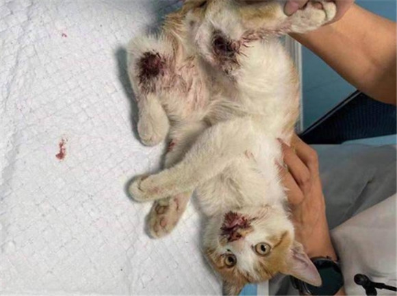 打猫上瘾是虐猫吗 打猫上瘾是虐猫吗