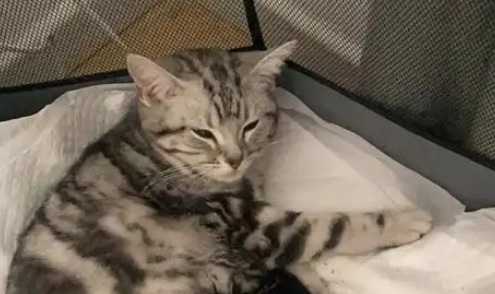 大猫生产后没奶什么原因 大猫生产后没奶什么原因