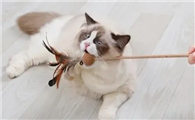 和猫做的经验分享