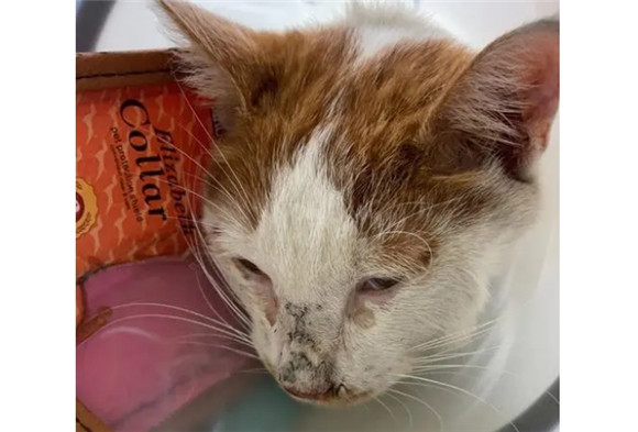 猫得了猫瘟怎么办