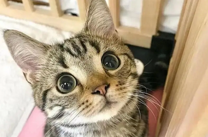 猫传腹441打15天可以停针吗