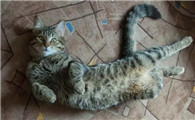 猫传腹会传染吗