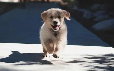 狗狗来例假几天结束