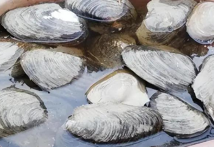 河蚌亩产多少斤