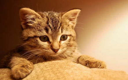 猫能吃橙子皮吗