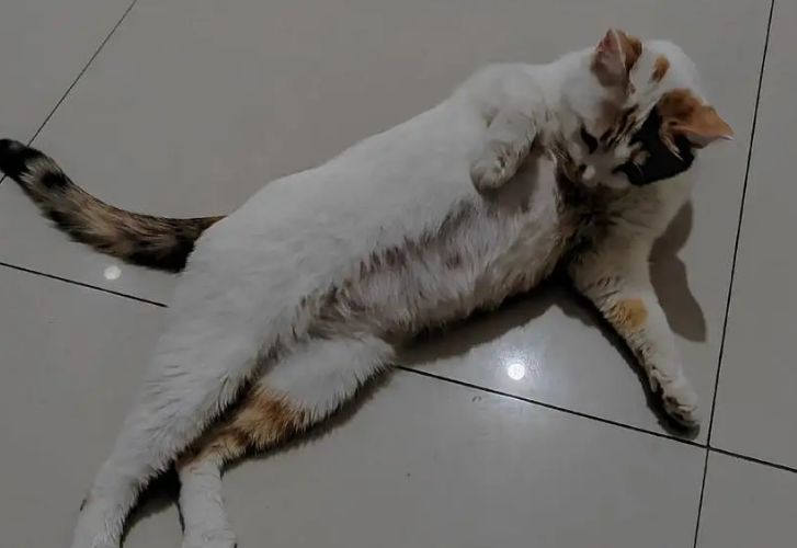 怀孕的母猫拉稀是怎么造成的