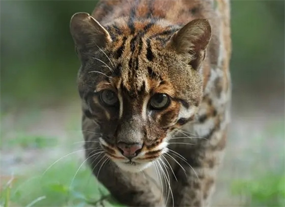 奢华喵界：揭秘十大顶级名贵猫种！