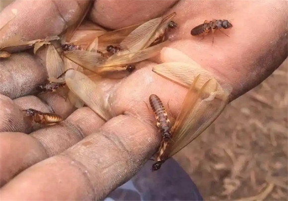白蚁防治要收费吗