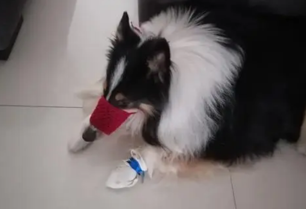 狗狗拉伤有什么症状