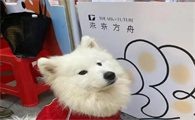 巴吉度犬多少米一只的全面知识介绍！