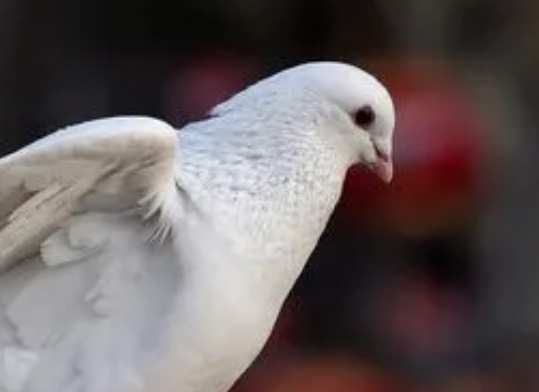 凤尾鸽子多少钱 凤尾鸽子多少钱