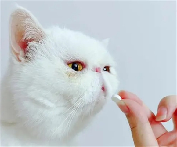纯白色短毛猫咪是什么品种