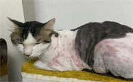 对猫过敏有什么症状