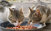 猫吃什么