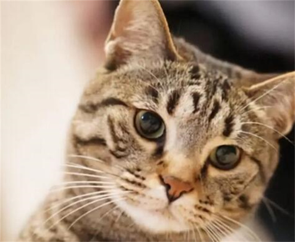 中国狸花猫，误解与真相，为何有人犹豫不决？