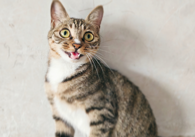 传腹猫能治好吗