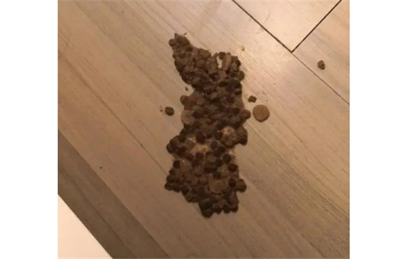 猫吃完猫粮就吐未消化的猫粮