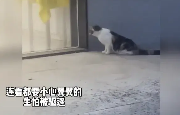 流浪猫在雕像怀里，撒娇打滚幻想自己也有人抱