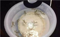 灭白蚁的费用