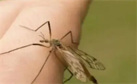 家里突然有蚊子