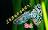 孔雀鱼饲养难在哪儿？这3个热点问题