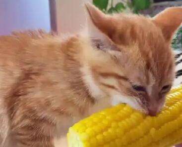猫咪吃玉米吗 猫咪吃玉米吗