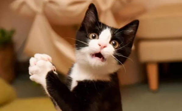 猫打呼噜是生气还是高兴
