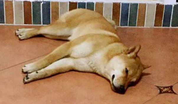 狗狗拉肚子以后吃什么好 狗狗拉肚子以后吃什么好